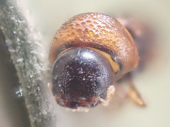 Trypodendron