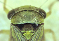 Rhytidodus decimusquartus