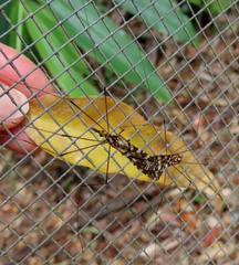 Austrolimnobia