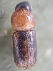 Trypodendron