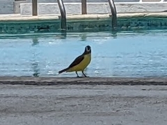 Pitangus sulphuratus