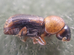 Trypodendron