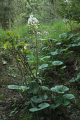 Petasites albus