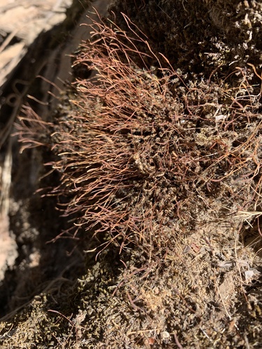 iNaturalist observation photo of Syntrichia