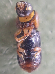 Trypodendron