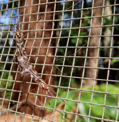Austrolimnobia