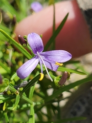 Carlowrightia linearifolia
