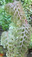 Hymenophyllum frankliniae