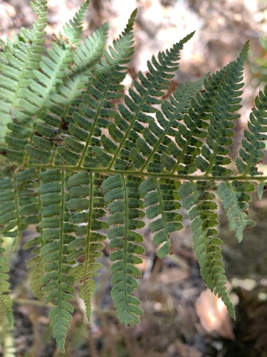 iNaturalist observation photo of coastal woodfern