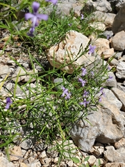 Carlowrightia linearifolia