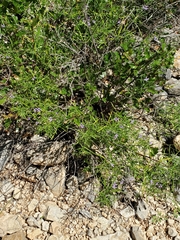 Carlowrightia linearifolia