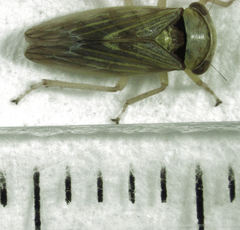 Rhytidodus decimusquartus