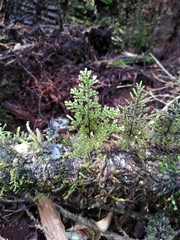 Hymenophyllum plicatum