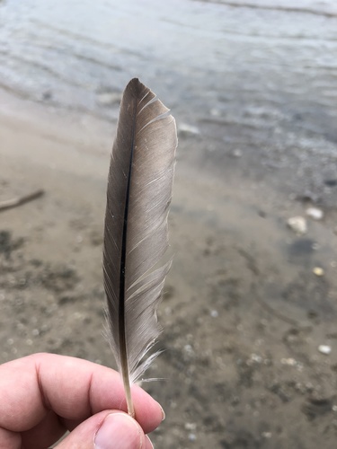 Plume de Grèbe à bec bigarré