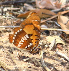 Byblia anvatara acheloia