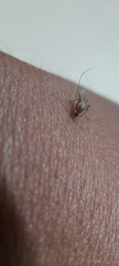 Culicinae