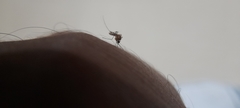 Culicinae