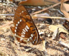 Byblia anvatara acheloia