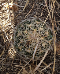 Coryphantha radians