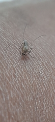 Culicinae