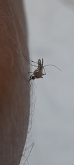 Culicinae