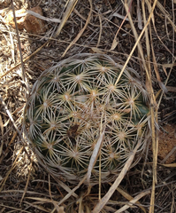 Coryphantha radians