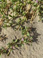 Sesuvium portulacastrum
