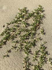 Sesuvium portulacastrum