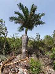 Pseudophoenix ekmanii