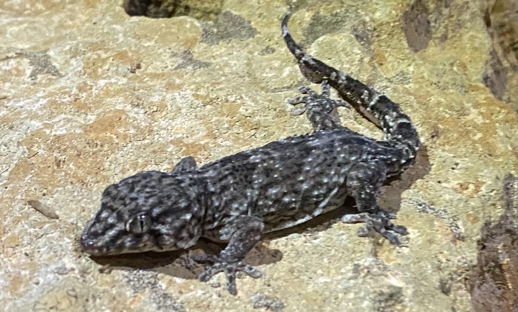 Maio Wall Gecko