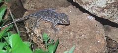 Tarentola maioensis