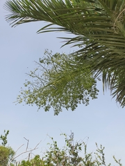 Pseudophoenix ekmanii