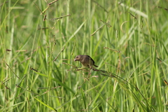 Sporophila caerulescens