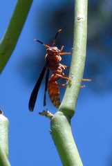 Polistes canadensis