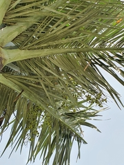 Pseudophoenix ekmanii