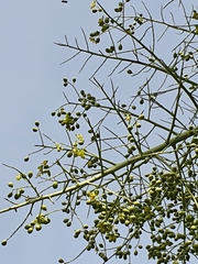 Pseudophoenix ekmanii