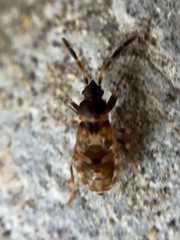 Scolopostethus decoratus