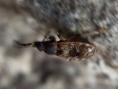 Scolopostethus decoratus