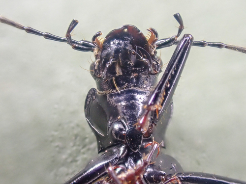 Nebria meanyi photo 3