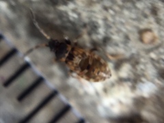 Scolopostethus decoratus