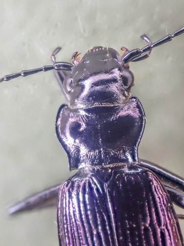 Nebria meanyi photo 4