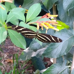 Heliconius charithonia image