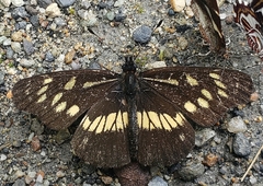 Gnathotriche exclamationis