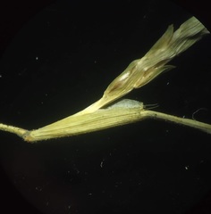 Oropetium villosulum