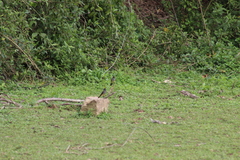 Myiarchus ferox
