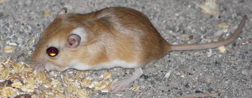 Desmodillus auricularis