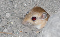 Desmodillus auricularis