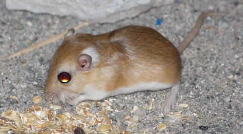 Cape Short-eared Gerbil