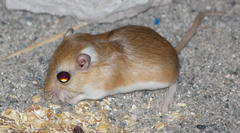 Desmodillus auricularis