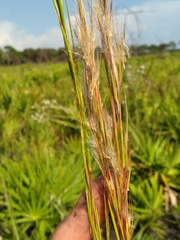Andropogon longiberbis